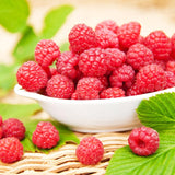 Red Raspberry Plant Live for Planting, Potted 18-26 Inch Tall, Raspberry Bushes Live Plant, Medium Raspberry Fruit Trees