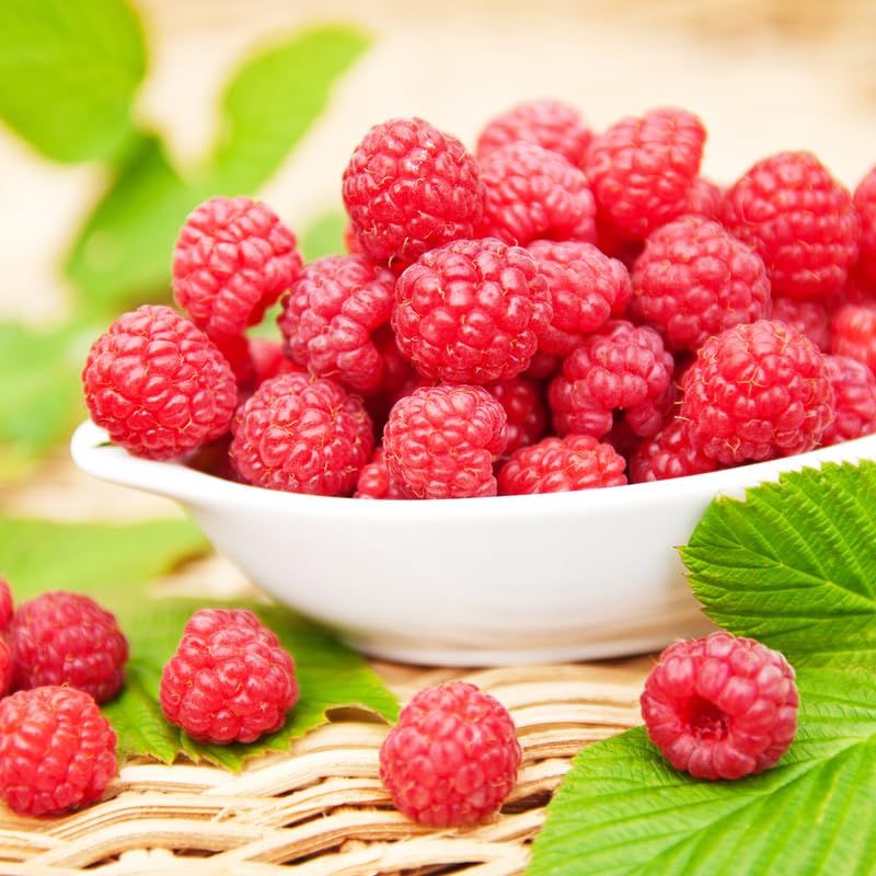 Red Raspberry Plant Live for Planting, Potted 18-26 Inch Tall, Raspberry Bushes Live Plant, Medium Raspberry Fruit Trees