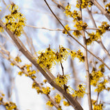 Witch Hazel Live Plant, Witchhazel Tree Plant Live 12-16 Inch Tall, Yellow Flower for Outdoor Landscaping and Garden, Dormant in Winter