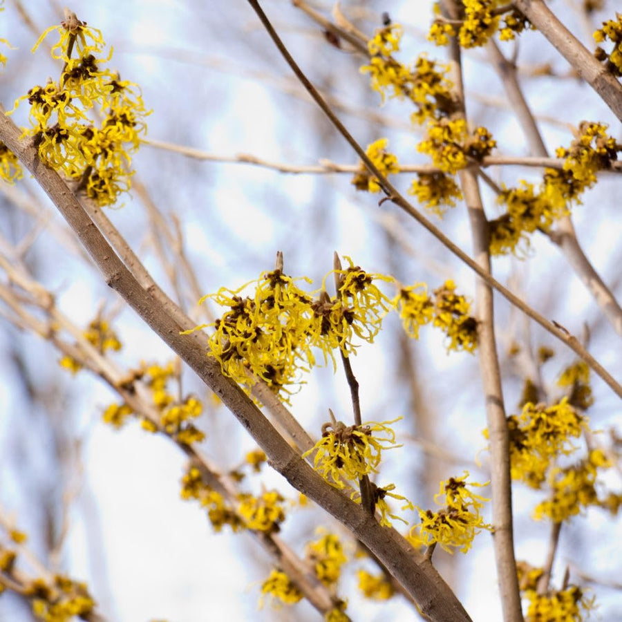 Witch Hazel Live Plant, Witchhazel Tree Plant Live 12-16 Inch Tall, Yellow Flower for Outdoor Landscaping and Garden, Dormant in Winter