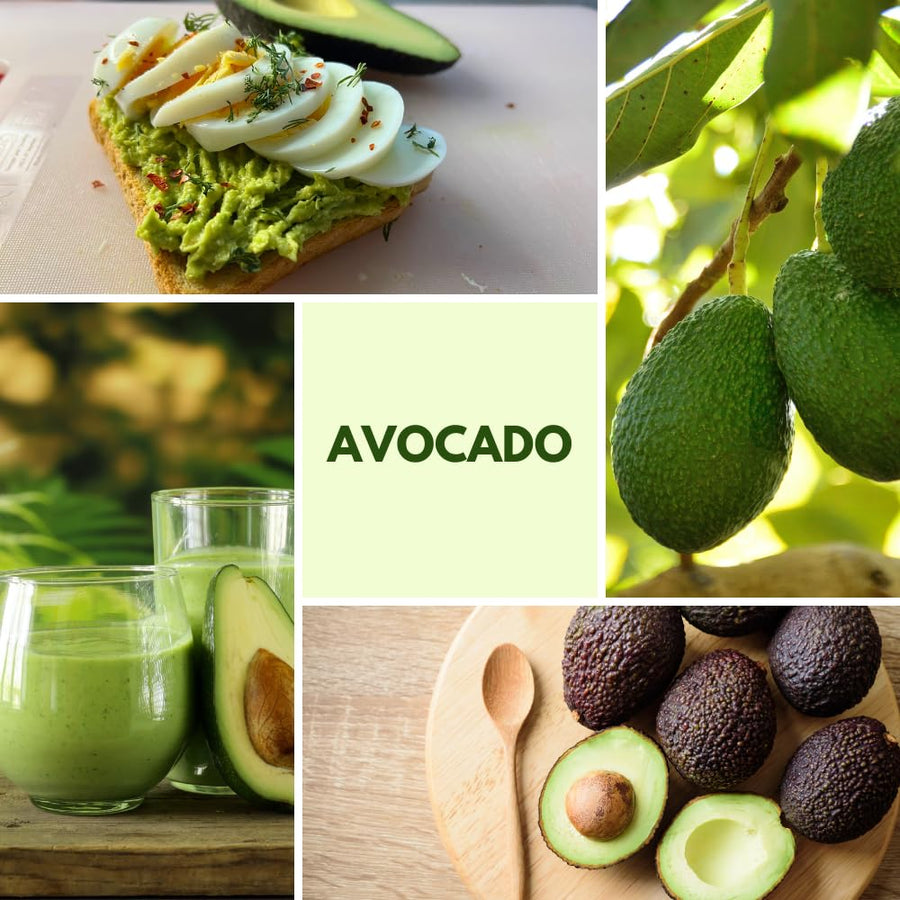 Avocado Plant Live, HASS Avocado Tree, 15-20 Inc Tall, 1 Year Old Fruit Tree for Backyard and Outdoor Garden