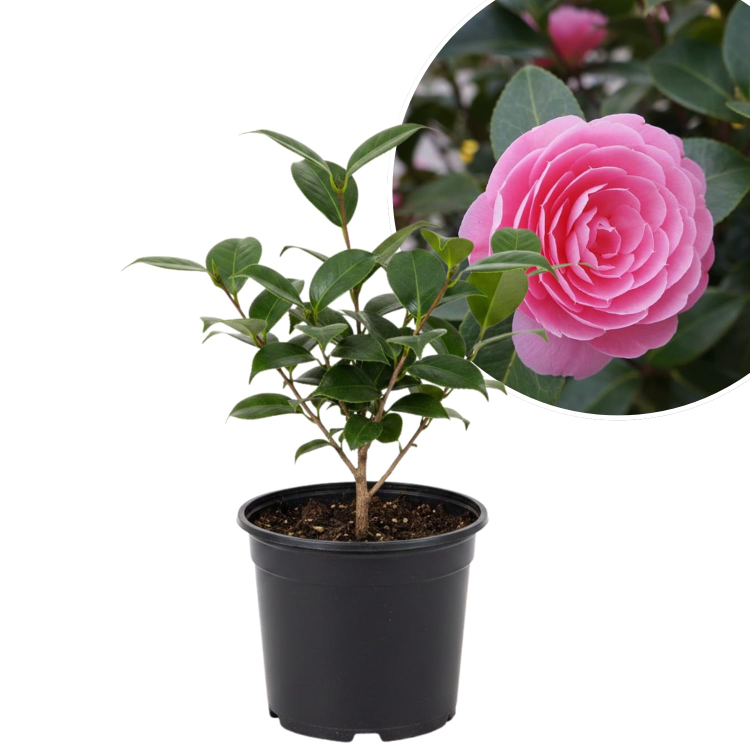 Camellia Plant Live, Camellia Flower Shrub, Well-Rooted in Pot, Cold Hardy Plant for Indoor Outdoor, 8-12'' Tall (Pink)