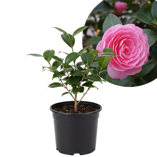 Camellia Plant Live, Camellia Flower Shrub, Well-Rooted in Pot, Cold Hardy Plant for Indoor Outdoor, 8-12'' Tall (Pink)