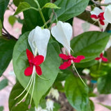 2 Clerodendrum Plants Live 5-9 Inc Tall - Great for Beautifying Indoor and Outdoor Spaces - Trailing Light Bulb Flowering Vine (White Bleeding Heart)