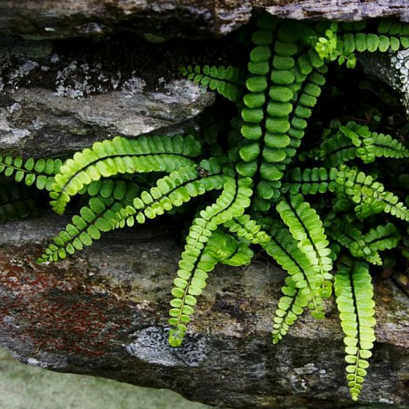 5 Maidenhair Fern Rhizomes Live Plants for Planting, Ferns Live Plants Outdoors Indoors Full Shade, Bare Roots, Fast-Growing