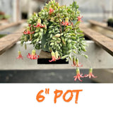 XL Size Cotyledon Pendens Succulent Live Plant Potted, Trailing Succulent Rare House Plant for Home Office Decoration, Indoor Outdoor Growing, 6" Pot