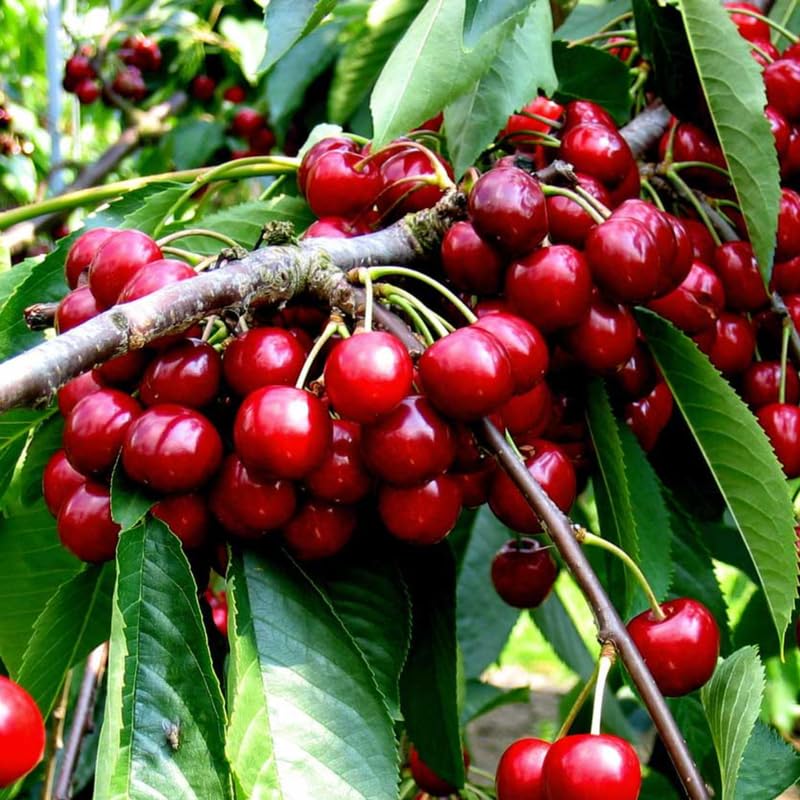 Compact Stella Cherry Tree Live Plant for Planting, Sweet Cherry Plant Live Fruit Tree 3 Feet Tall, Red Cherry Tree Plant, No Shipping to CA