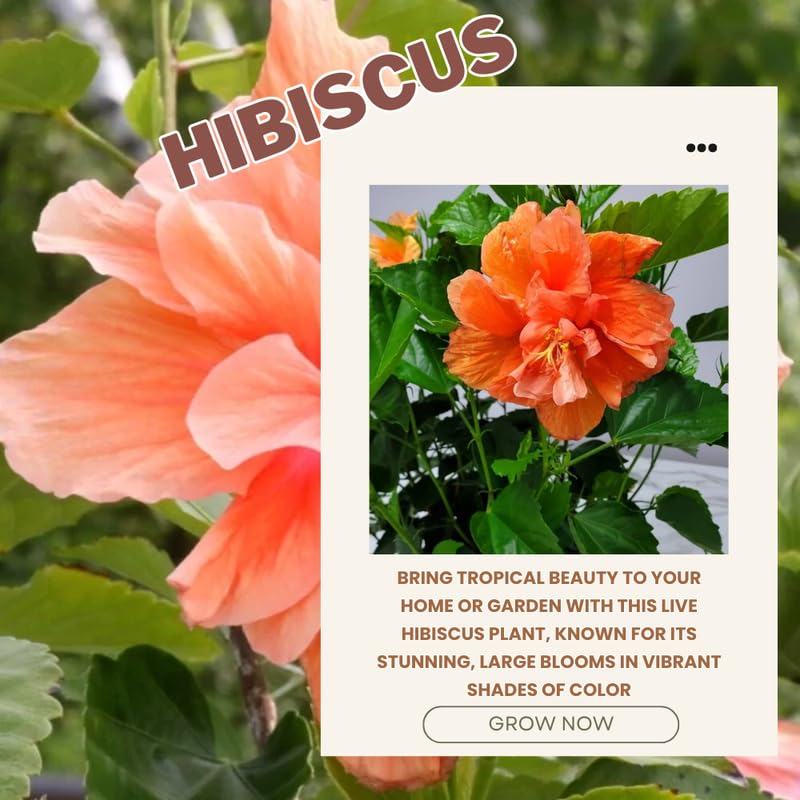Hibiscus Plant Live, Hardy Hibiscus Flowers Colorful Blooms for Outdoor Landscapes, 8-10 Inch Height, Hibiscus Shrubs, No Pot, Well-Rooted