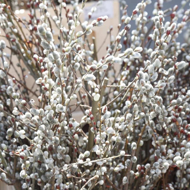 Set 4 Pussy Willow Tree Bare Roots, Flowering Willow Shrub for Landscape, Yard or Outdoor Growing, Bare Roots 6-12 Inch Tall