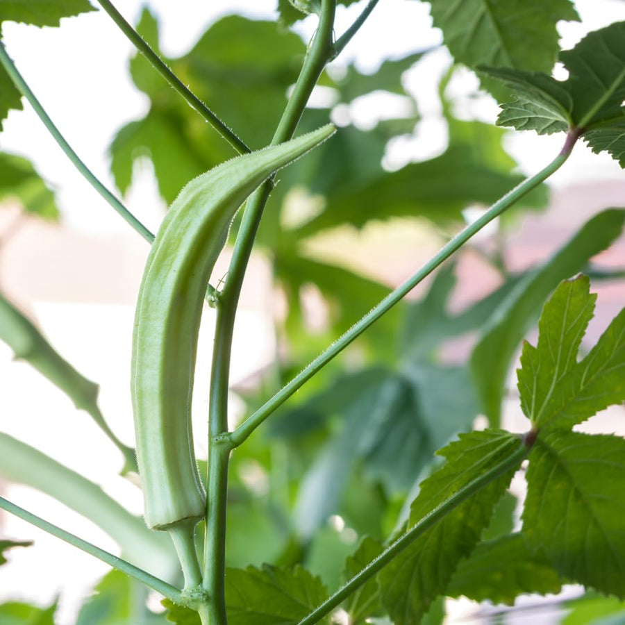2 Live Green Okra Plants, 4 to 8 Inches Tall, Okra Starter Plants, Fast-Growing Vegetable Plants for Raised Beds and Gardens