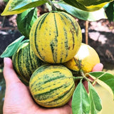 Variegated Pink Lemon Tree Live, Grafted Citrus Tree 3 Feet Tall, Pink Lemon Fruit Tree