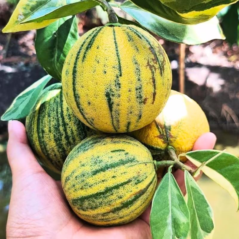 Variegated Pink Lemon Tree Live, Grafted Citrus Tree 3 Feet Tall, Pink Lemon Fruit Tree