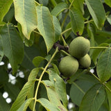 Set 2 Black Walnut Trees,12-18 Inch Bare Root, Walnut Fruit Tree Plant for Gardening