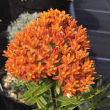 75 Orange Milkweed Seeds for Planting, Milkweed Flower Seed