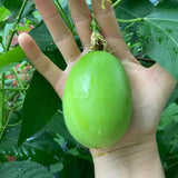 Passiflora Incarnata Maypop Live Plant, Purple Passion Flower Vine, 4-8'' Tall, Cold Hardy Perennial for Patio, Trellis and Outdoor Garden, Well Rooted Starter Plant