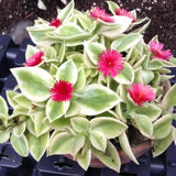 Pink Ice Plant Live Succulent, Variegated Baby Sun Rose Live Plant, in 2 Inch Pot, Hardy Ground Cover for Garden and Containers
