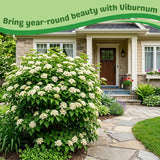 White Viburnum Live Plant, Viburnum Shrubs, 8-12 Inc Tall, Bare Root Plant, Hardy Shrub for Landscaping, Outdoor Garden