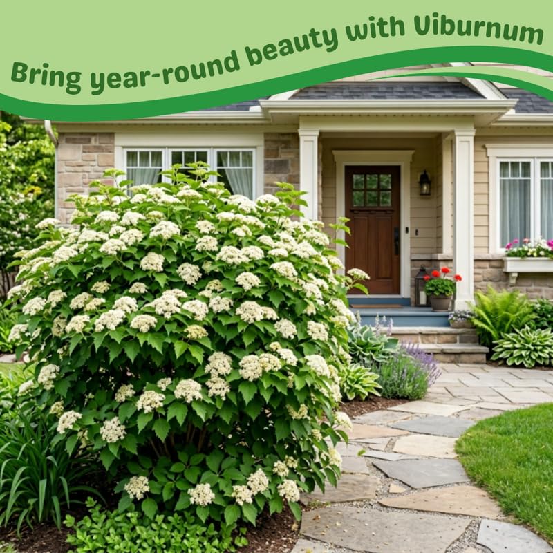 White Viburnum Live Plant, Viburnum Shrubs, 8-12 Inc Tall, Bare Root Plant, Hardy Shrub for Landscaping, Outdoor Garden