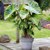 Alocasia Plant Live, Rare Elephant Ear Plant Indoor in 4 Inch Pot, Tropical Foliage, Compact Houseplant for Office, Room and Home Decor