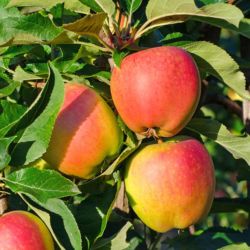 Gala Apple Tree Live Plant 2-3 Feet Tall, Apple Plant Live for Planting, Bareroot, Dormant, Live Apple Tree Plant, Sweet Apple Fruit Tree