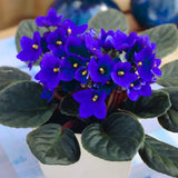 Blue African Violets Live Plant in 4" Pot, Starter African Violet for HouseplantIndoor Outdoor Home Decor