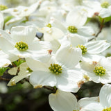 Dogwood Tree Live Plant, White Dogwood Trees Seedling from 8 to 10 Inches Height, White Ornamental and Cold Hardy, Quart Pot