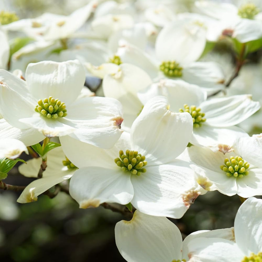 Dogwood Tree Live Plant, White Dogwood Trees Seedling from 8 to 10 Inches Height, White Ornamental and Cold Hardy, Quart Pot