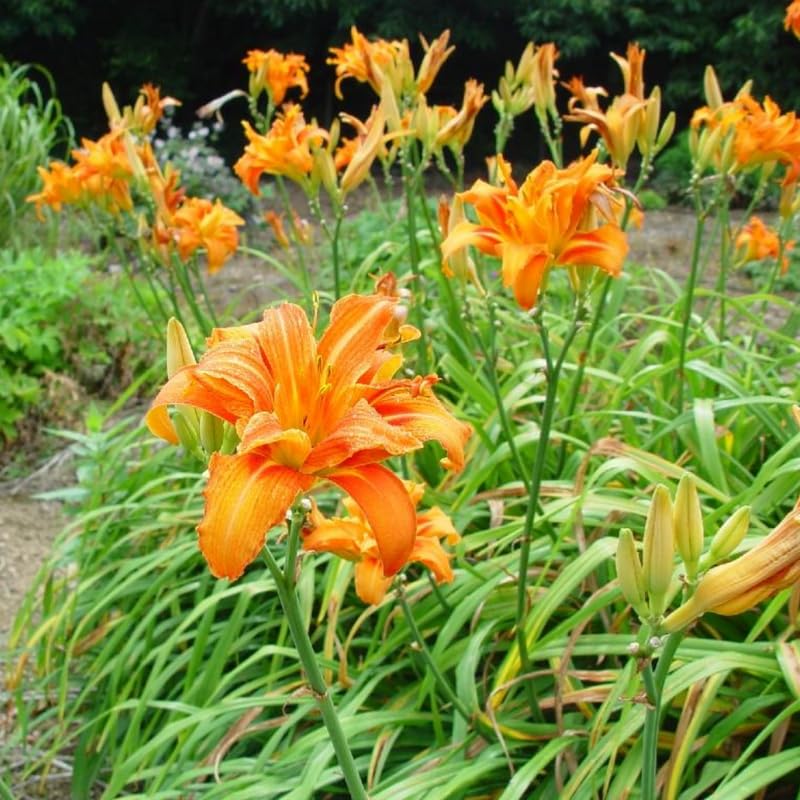 Pack 10 Daylily Bulbs for Planting Spring, Fast Blooming Hardy Perennial Lily Bare Roots for Outdoor Growing (Double Orange Day Lily)