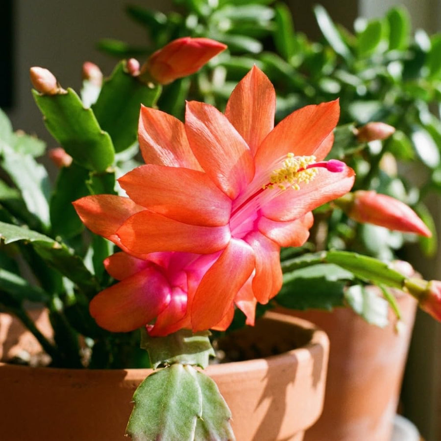 Easter Cactus Live Plant, Easter Cactus Plant 5 Inches in Height, 4 Inch Pot, Bright Bloom Flowering Houseplant for Planting (Orange)