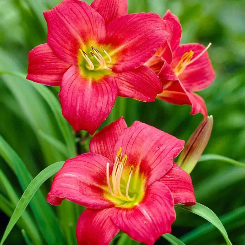Pack 10 Daylily Bulbs for Planting Spring, Fast Blooming Hardy Perennial Lily Bare Roots for Outdoor Growing (Red Day Lily)