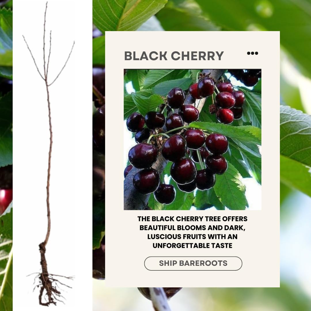 2 Black Cherry Trees Live Plants for Planting, Sweet Cherry Plant Live Fruit Tree, Bareroots 12-18 Inch Tall, Cherry Tree Plant