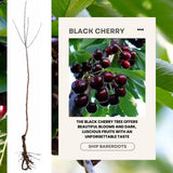 2 Black Cherry Trees Live Plants, Sweet Cherry Plants Live Fruit Tree, Bareroots Dormant 12-18 Inch Height, Wild Black Cherry Seedling for Planting Home Garden