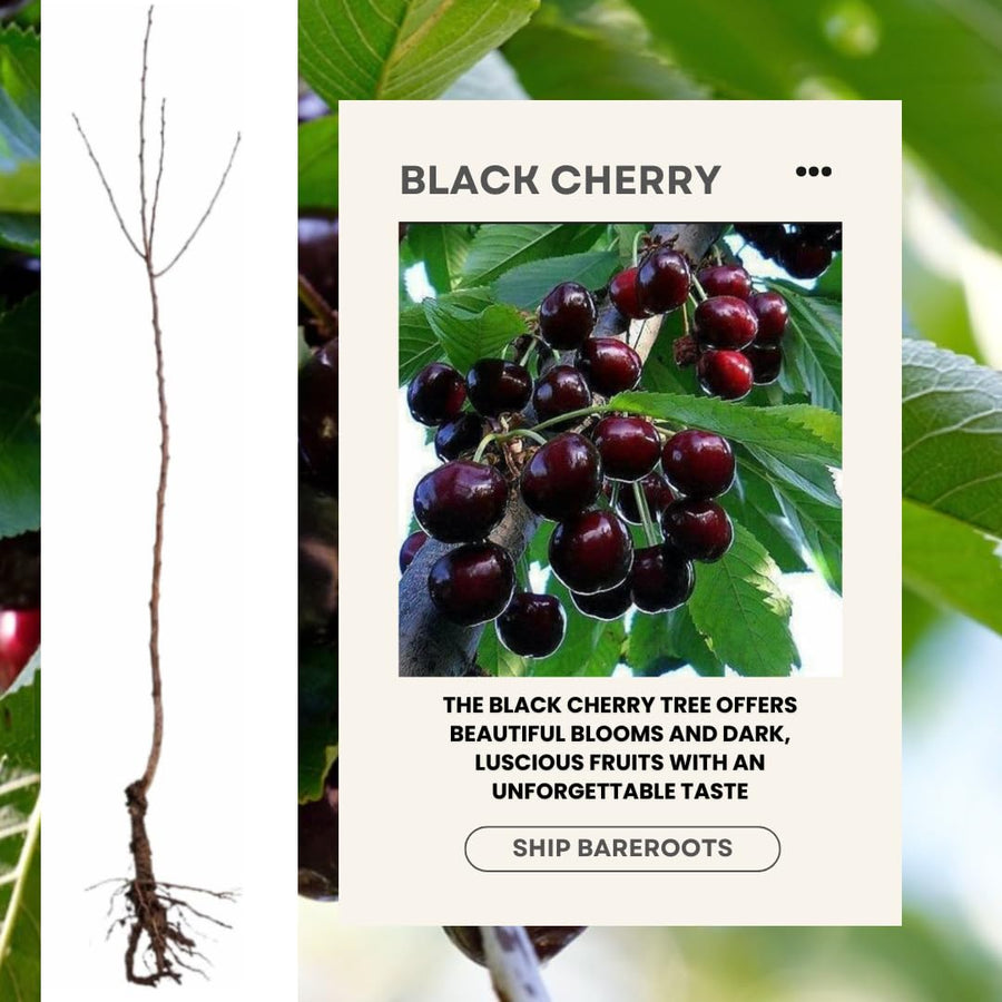 2 Black Cherry Trees Live Plants, Sweet Cherry Plants Live Fruit Tree, Bareroots Dormant 12-18 Inch Height, Wild Black Cherry Seedling for Planting Home Garden