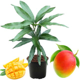 Tommy Atkins Mango Tree Live Plant Potted, Mango Plants, 12 to 16 Inches, Sweet Mango Trees