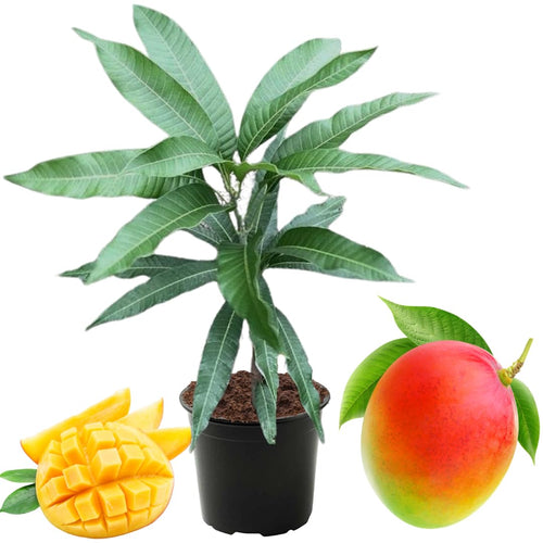 Tommy Atkins Mango Tree Live Plant Potted, Mango Plants, 12 to 16 Inches, Sweet Mango Trees