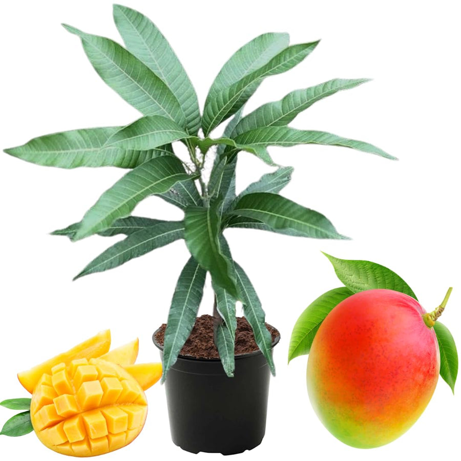Tommy Atkins Mango Tree Live Plant Potted, Mango Plants, 12 to 16 Inches, Sweet Mango Trees