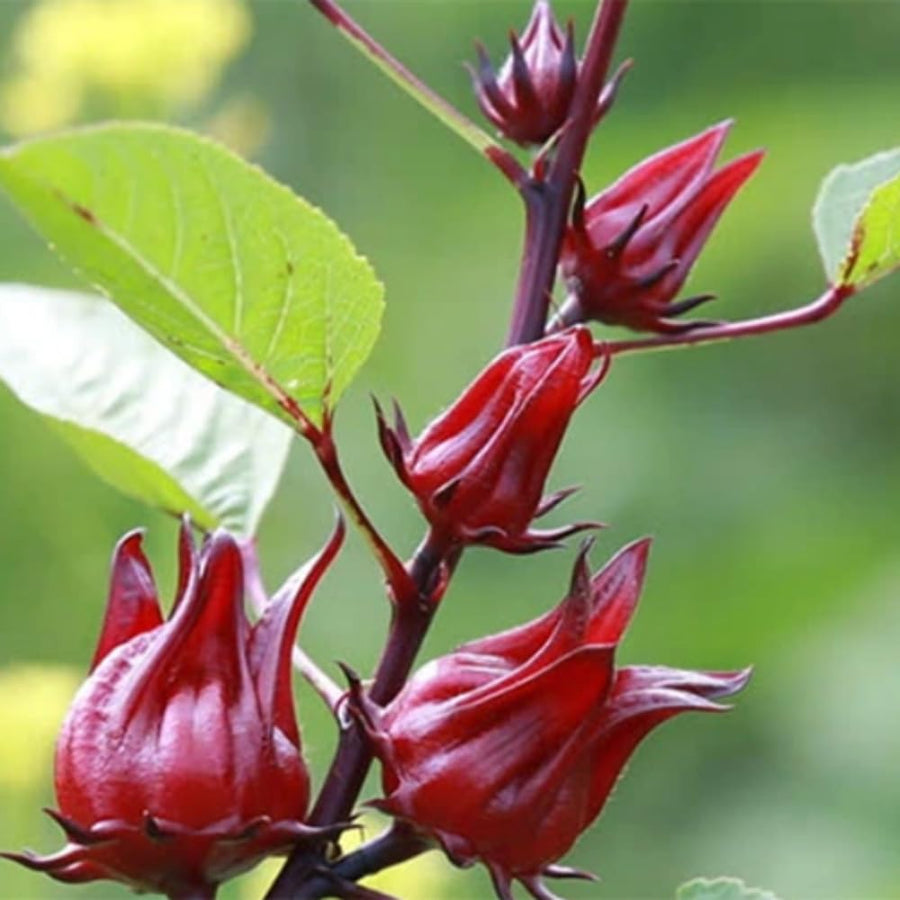 Set 50 Roselle Seeds, Roselle Hibiscus Seeds, Red Hibiscus for Outdoor Gardening