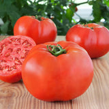 Lot 4 Tomato Plants Live for Planting Outdoors, Large and Juicy Tomatoes, Well Rooted, 6 to 8 Inch - Big Boy Tomato