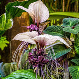 2 White Bat Flower Live Plants, Bat Orchird Tacca Chantrieri Houseplant 4-6 Inches Tall