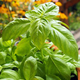 Sweet Basil Herb Plant Live, 6 Inch Tall, in 3" Pot, Fresh Culinary Herb for Indoor or Outdoor Growing