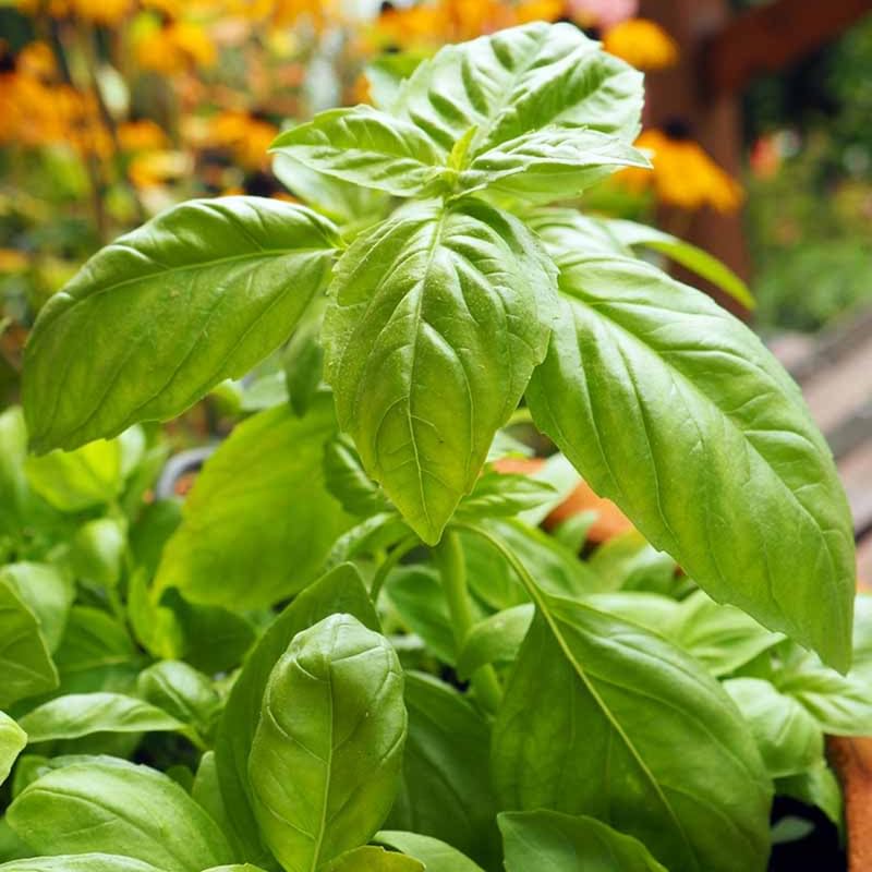 Sweet Basil Herb Plant Live, 6 Inch Tall, in 3" Pot, Fresh Culinary Herb for Indoor or Outdoor Growing