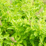 Set 6 Holy Basil Plant,Tusil Basil, Live Herb Plant, 3 to 5 Inch for Growing