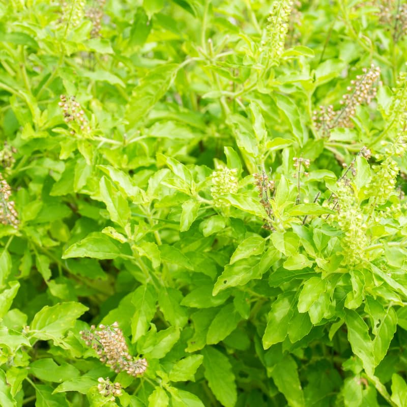 Set 6 Holy Basil Plant,Tusil Basil, Live Herb Plant, 3 to 5 Inch for Growing