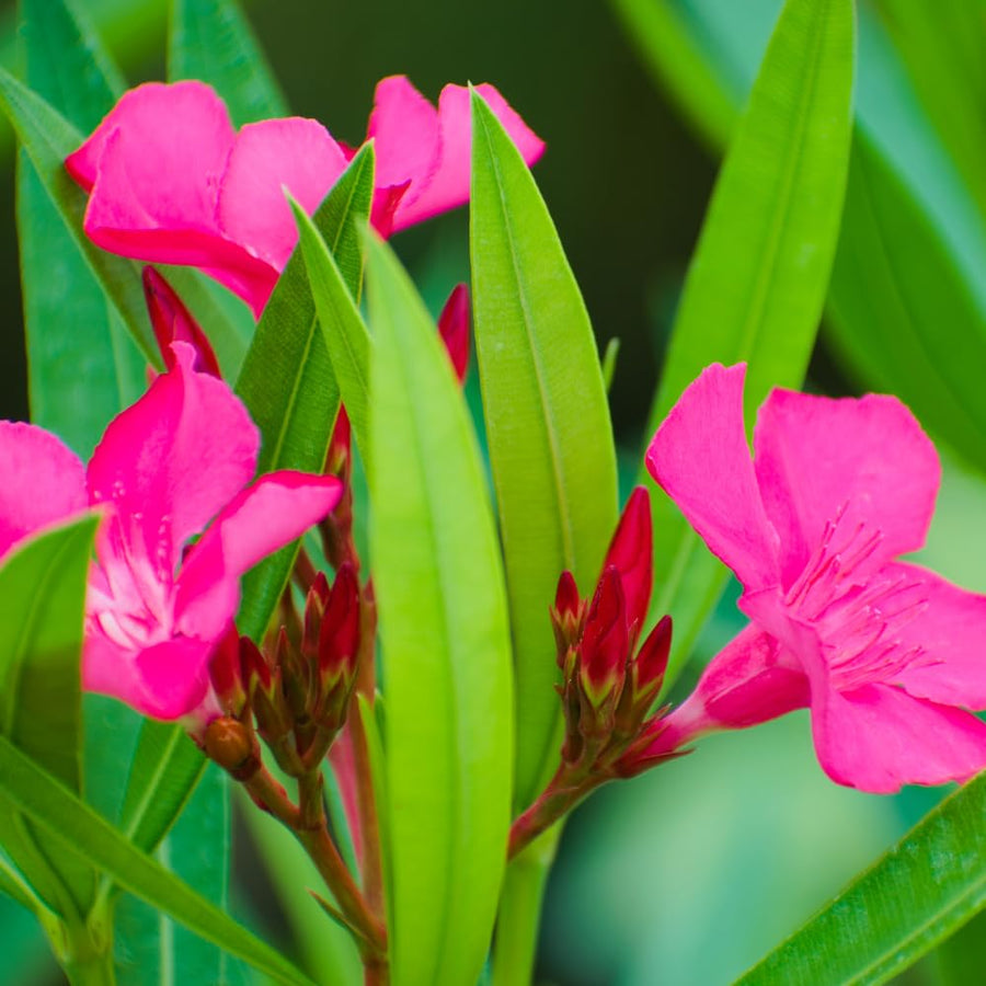 Oleander Plants Live, 2 Small Plants, Live Oleander Flower Plants, Tropical Plant Live Shrub Garden (Pink)