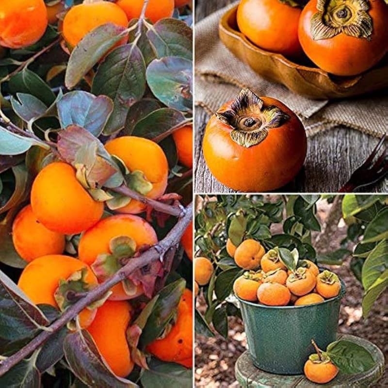 Potted Persimmon Fruit Trees Live Plants, 6 to 12 Inches Tall, Cold Hardy, American Persimmon Tree