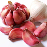 1 LB Jumbo Size Red Chesnok Garlic for Planting in Spring, Softneck Hardneck Garlic Bulbs for Planting, Fresh and High Yield, Cold Hardy, Fast-Growing, 5-6 Bulbs Garlic