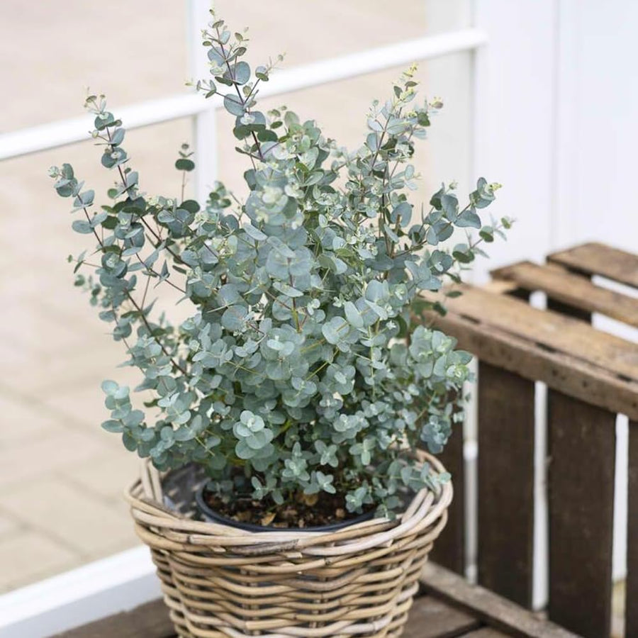 Eucalyptus Plant, Starter Eucalyptus Plant Live in 2.5" Pot, Cold Hardy, Fragrant Foliage, Ready to Grow Indoor Outdoor (Baby Blue)