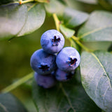 Live Emerald Blueberry Plant, Sweet Blueberry Bush, 4 Inch Pot, Ready for Planting