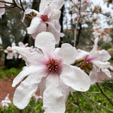 Star Magnolia Tree Live Plant in 2.5 Inches Pot, Dormant in Winter, 6-12 Inches in Tall, Ornamental Spring Flowering Tree, Outdoor