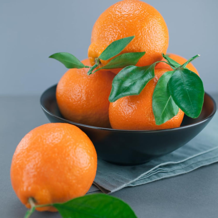 Ugli Tangelo Plant Live, Grafted Orange Tangelo Live Plant, Grafted Fruit Tree, 3 Feet Tall for Outdoor Planting